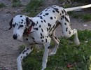 Dalmatien à adopter - adoption Dalmatien : FLORIE 1 an vous attend dans les Ardennes, Département 08