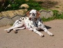 Dalmatien à adopter - adoption Dalmatien : HUINKA 17 mois vous attend dans le Bas Rhin, Département 67