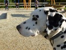 Dalmatien à adopter - adoption Dalmatien : BABOUCHE 8 ans vous attend dans le Finistère, Département 29