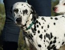Dalmatien à adopter - adoption Dalmatien : BELLE 9 ans vous attend dans les Bouches-du-Rhone, Département 13