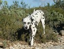 Dalmatien à adopter - adoption Dalmatien : BELLE 9 ans vous attend dans les Bouches-d-Rhone, Département 13
