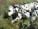 Dalmatien à adopter - adoption Dalmatien : BELLE 9 ans vous attend dans les Bouches-du-Rhone, Département 13
