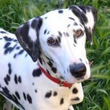 Dalmatien à adopter - adoption Dalmatien : FLORIE 1 an vous attend dans les Ardennes, Département 08