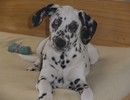 Dalmatien à adopter - adoption Dalmatien : JAVA 5 mois vous attend dans le Vaucluse, Département 84